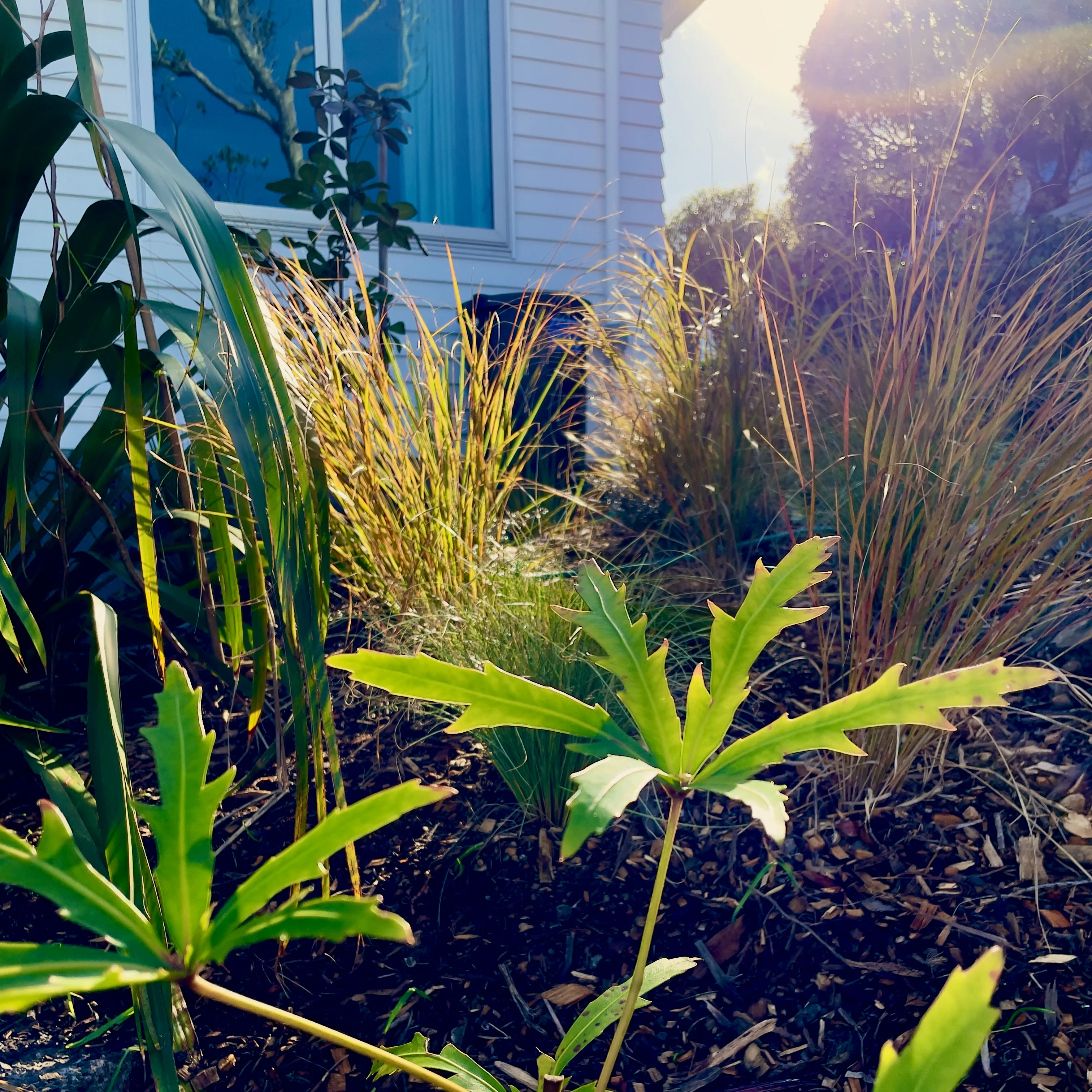 Modern garden cleanup in Kelburn by Wellkept